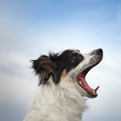 The Top 3 Canine Behavior Problems and How to Solve Them - Part 1